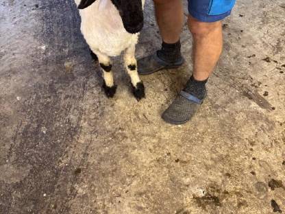 Bild 4:Walliser Schwarznasen Auen