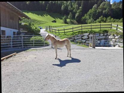 Bild 2:Haflinger Stutfohlen