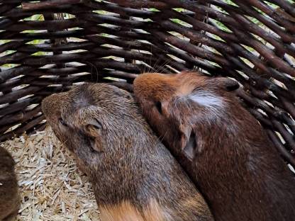 Bild 4:Junge Meerschweinchen