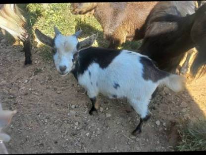 Bild 5:Minizwergziegenpärchen