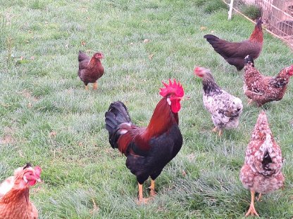 Bild 2:Italiener Hahn