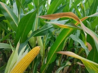 Bild 3:Bio-Maisballen inkl. Zustellung