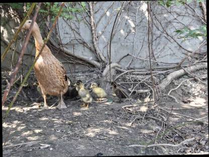 Bild 5:Junge Laufenten