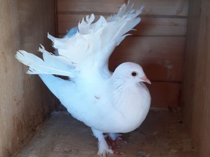 Bild 2:2 Paar weiße Pfautauben