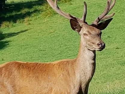 Hirsch