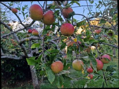 Bild 2:Bio Streuobstäpfel