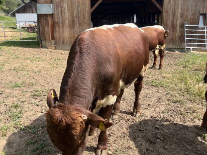 Bild 3:Original Pinzgauer Fleischzuchtstier