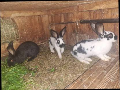 Bild 2:Hasen, Fleischhasen