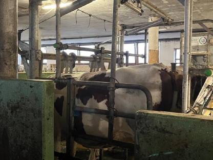 Bild 4:Melkstand Side by Side