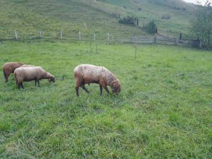 Bild 5:Brauner Bergschafwidder