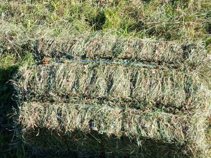 Bild 2:HD Ballen 2 Schnitt