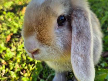 Bild 5:Häsin sucht partner