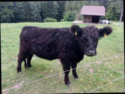 Bild 2:Galloway Kalbin