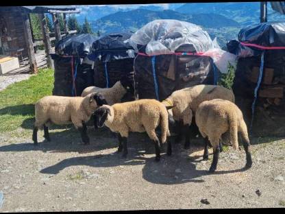 Bild 4:3 Suffolk Jungwidder