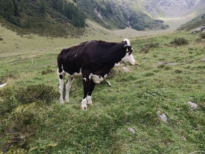 Bild 4:Verkaufe mehrere Kalbinnen