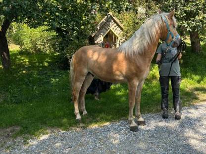 Bild 4:Haflinger-Wallach