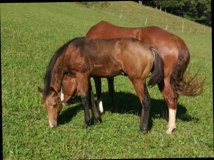 Bild 3:QH-Hengstfohlen, dunkler Buckskin, 04/2025