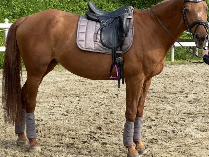 Bild 2:Braves Freizeitpferd zu verkaufen