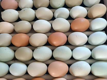 Bild 2:Buntleger Küken