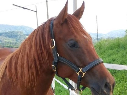 Quarter Horse Stute (ev. Tausch gegen älteres Kinderpferd)