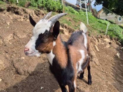 Bild 2:Steirische Scheckenziegenbock