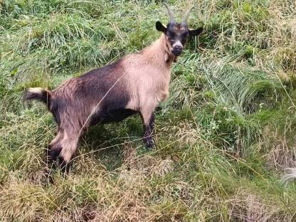 Passeirer Kitz