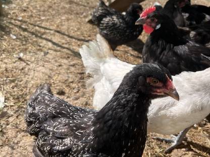 Barnevelder Junghähne