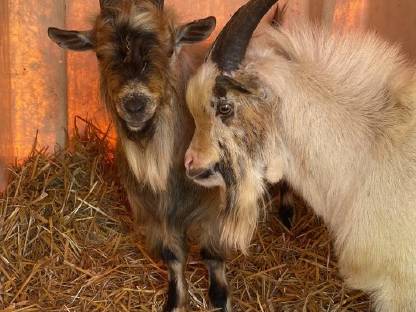 Bild 2:Ziegenbock Goaßbock