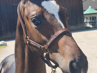 Bild 3:Dressur Hengstfohlen