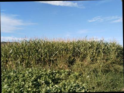 Bild 6:Bio-Silo-Mais 2,5 ha