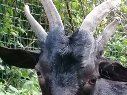 Vierhorn-Bockkitze (Aosta-Mischlinge)