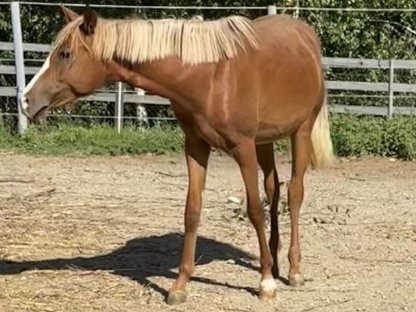 Bild 5:Jährlingsstute – Iberer × Reitpony Cross (Endmaß ca. 148 m)