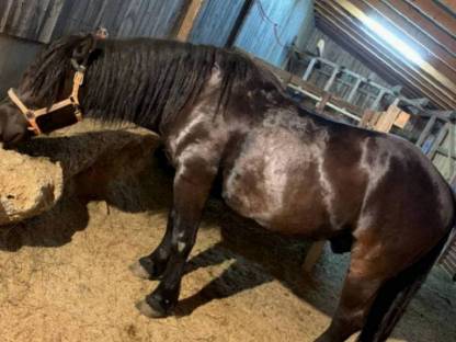 Bild 3:Norikerpärchen