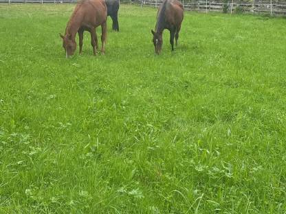 Bild 2:Vollblutaraberstute braun mit einem Herz aus Gold