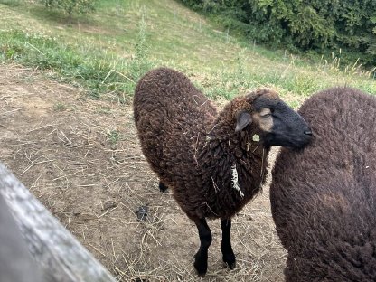 Bild 2:Junges männliches Lamm