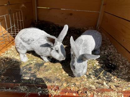 Bild 3:Helle Großsilber Jungtiere