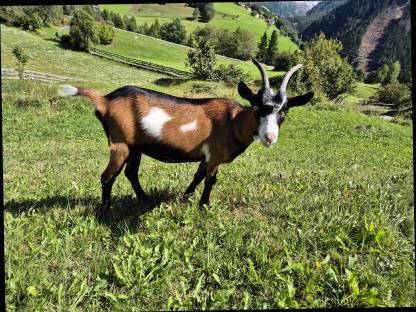 Bild 3:Tauernschecken Ziegenkitz