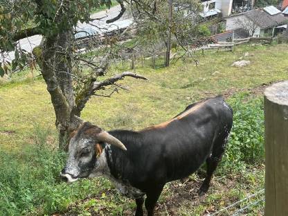 Bild 2:Texas Longhorn Stiere