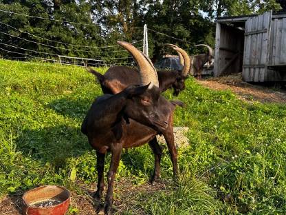 Bild 6:Aosta Ziege und Böcke