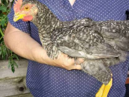 Bild 2:Junger schöner Hahn