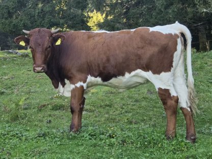 Bild 5:Reinrassiges Bio Pinzgauer Kalb