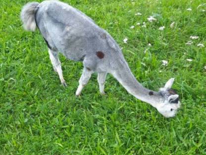 Bild 6:Alpaka-Stute mit Fohlen