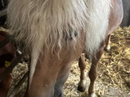 Bild 2:Haflinger
