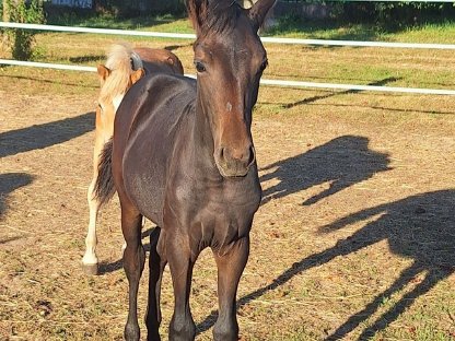 Bild 2:Warmblut Stutfohlen