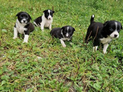 Bild 6:Border-Spitz-Collie-Mischlinge