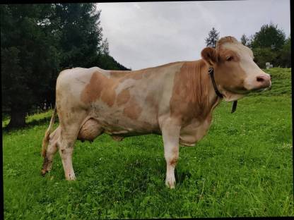 Bild 2:Biokuh in Milch