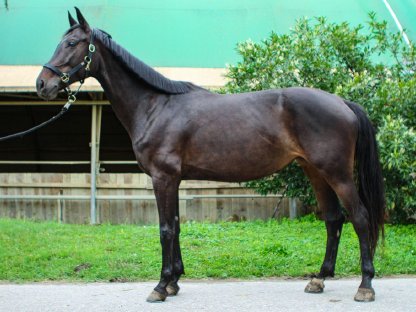 Bild 2:Traumhaftes Nachwuchspferd mit liebenswertem Charakter