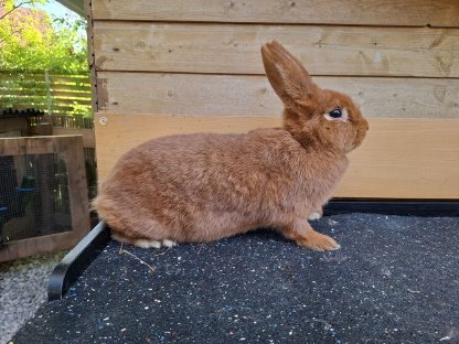 Bild 3:Rote Neuseeländer Zuchthäsin