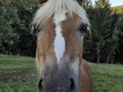 Bild 3:Einstellplatz für Pensionisten zu vergeben