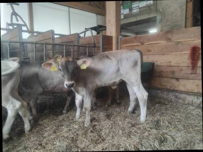 Bild 2:BS-Kalb zu verkaufen